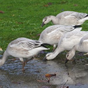 Snow geese drinking
