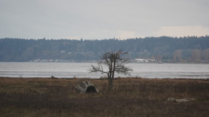 Lone tree at Boundary Bay