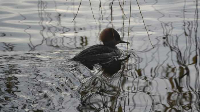 Hooded merganser