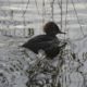 Hooded merganser and ripples
