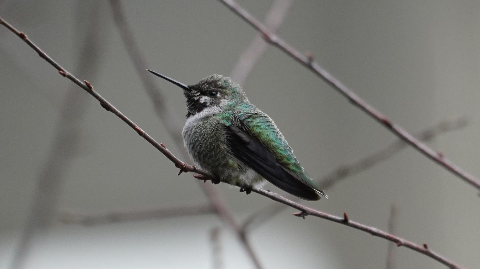 Anna's hummingbird