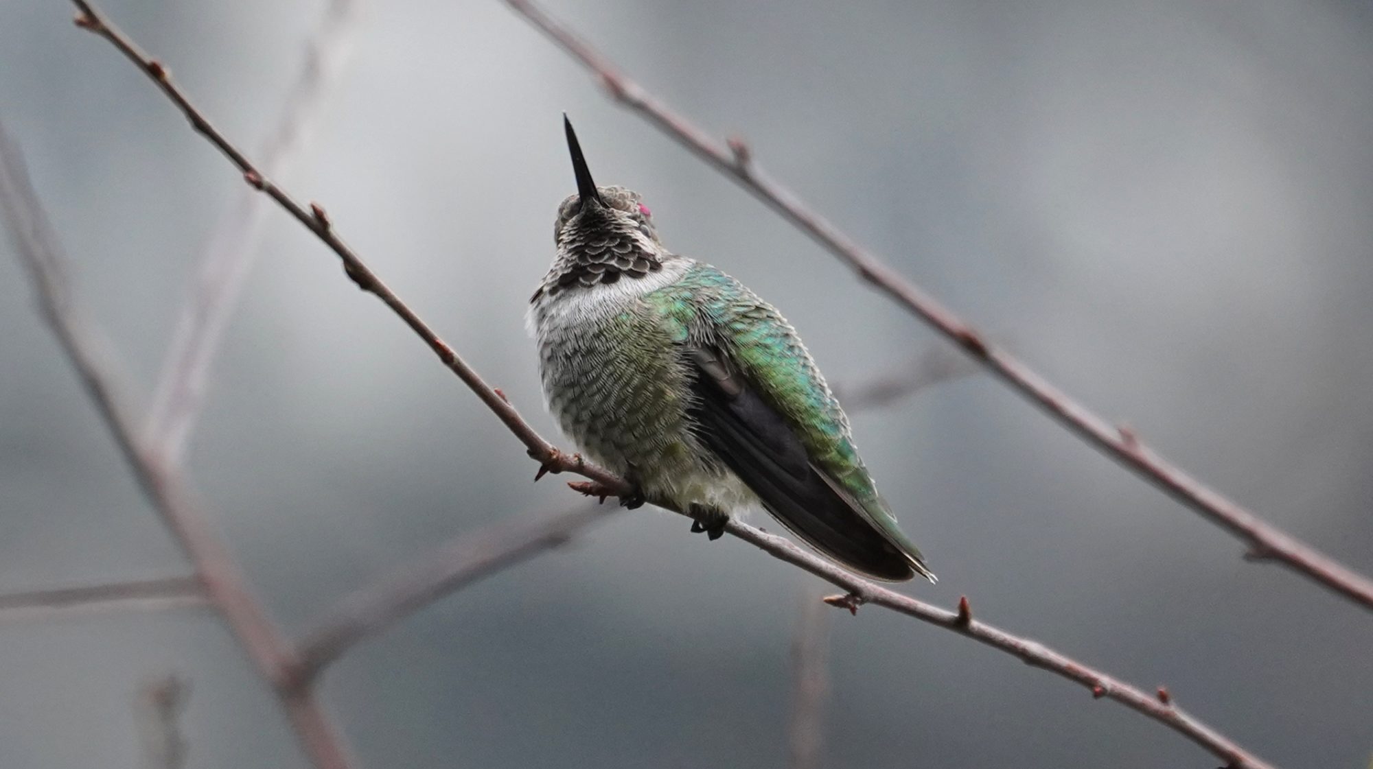 Immature male Anna's hummingbird