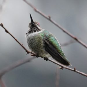 Immature male Anna's hummingbird