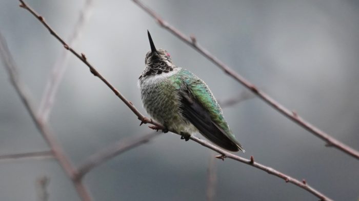 Immature male Anna's hummingbird