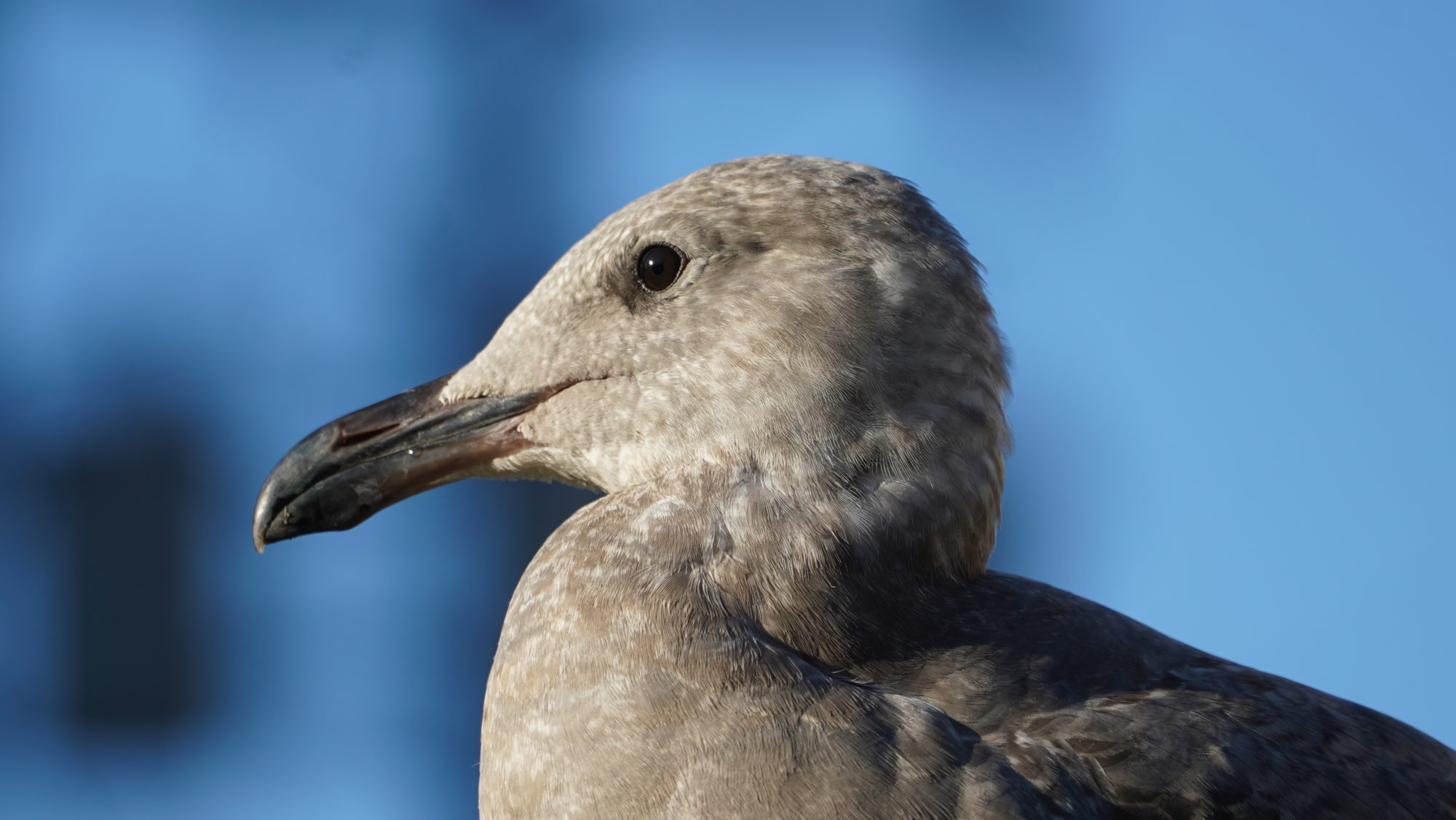 Seagull profile