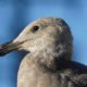Glaucous-winged gull profile