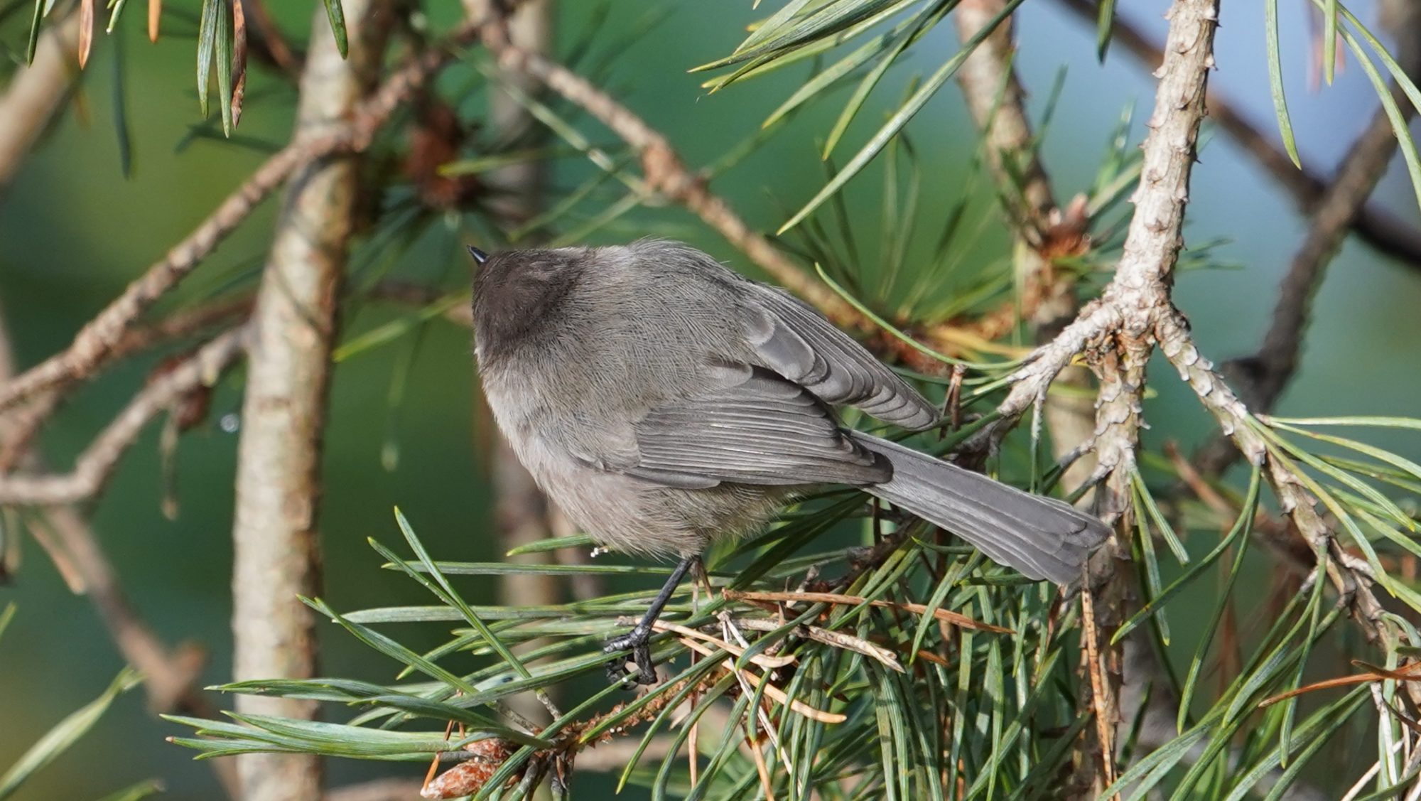Bushtit back