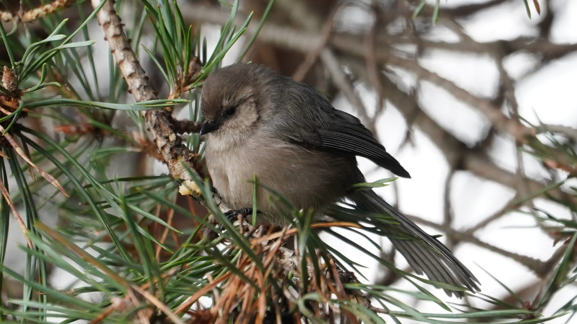 Bushtit