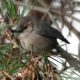 Holding a bit of suet