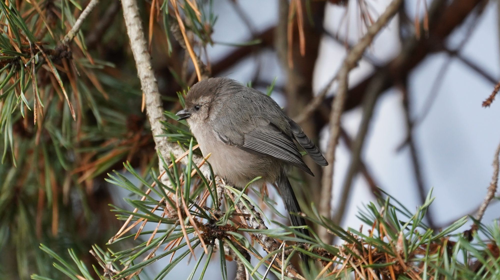 Bushtit