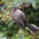One more bushtit