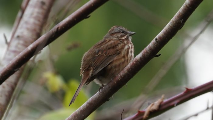 Song sparrow