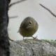 Ruby-crowned kinglet