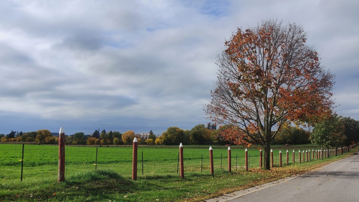 Tree and lane