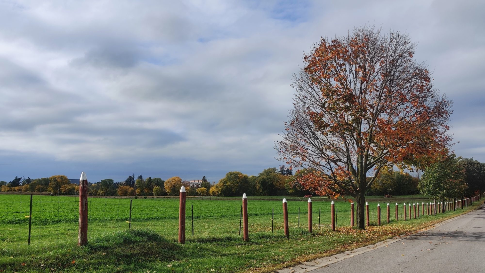 Tree and lane
