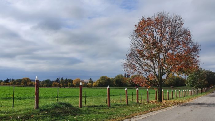 Tree and lane