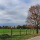 Tree and lane