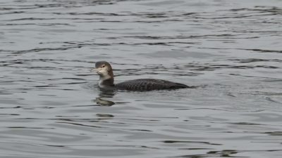 Common loon