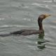 Cormorant in False Creek