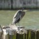 Heron facing the wind