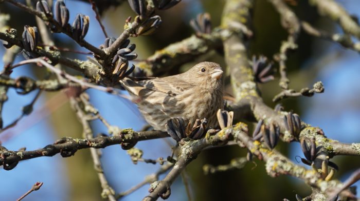 House finch female