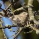 House finch enjoying some seeds