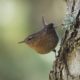 Pacific wren, profile