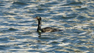 Cormorant