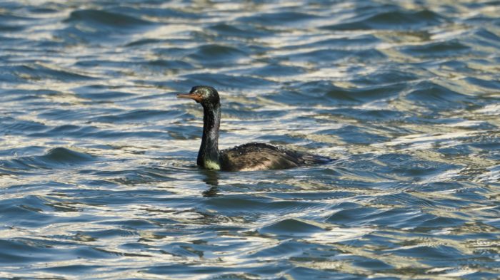 Cormorant