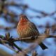 House finch looking up