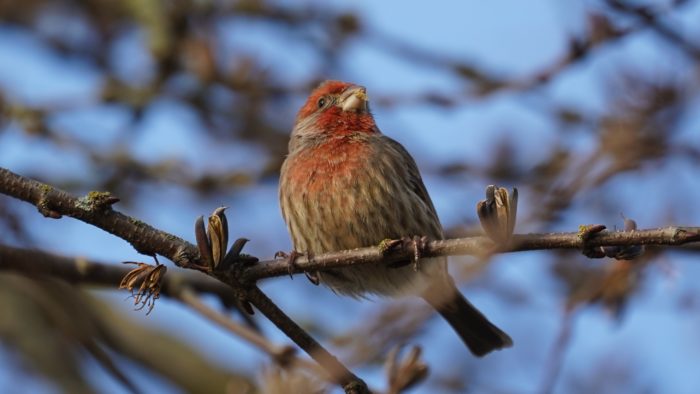 House finch