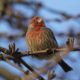 House finch looking left