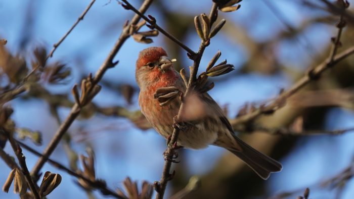 House finch