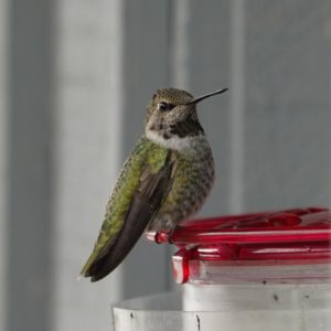 Anna's hummingbird at feeder