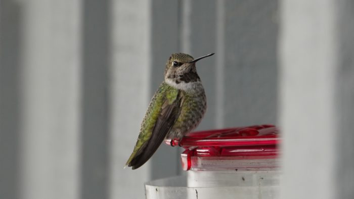 Anna's hummingbird at feeder