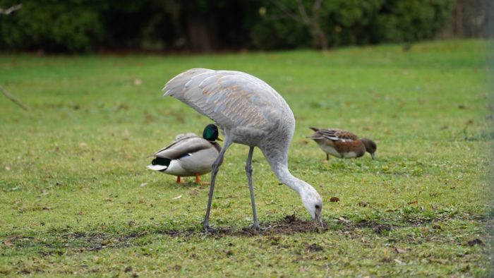 Sandhill crane