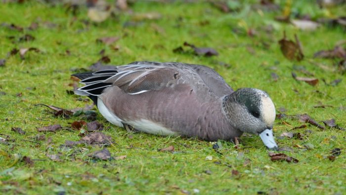 Wigeon sitting and eating