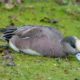Wigeon eating efficiently