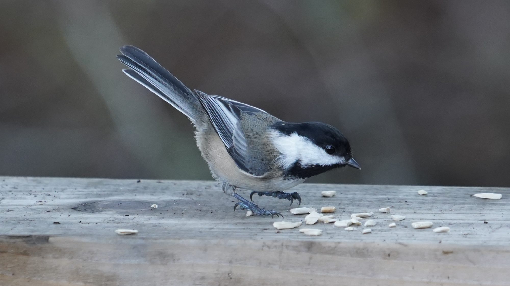 Chickadee and seeds
