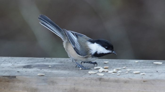Chickadee and seeds