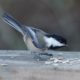 Chickadee and seeds