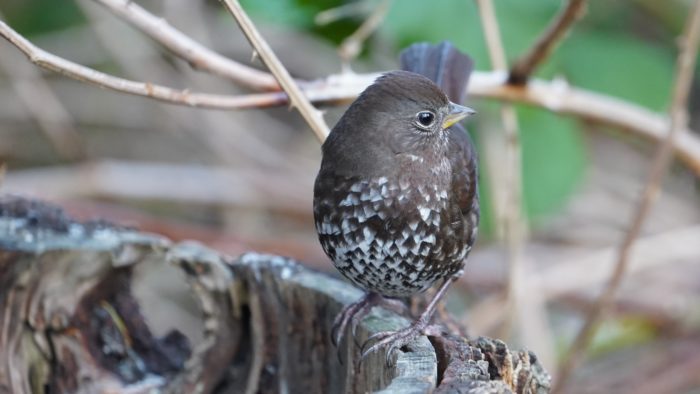 Fox sparrow