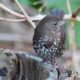 Fox sparrow on a stump