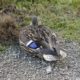 Napping mallard