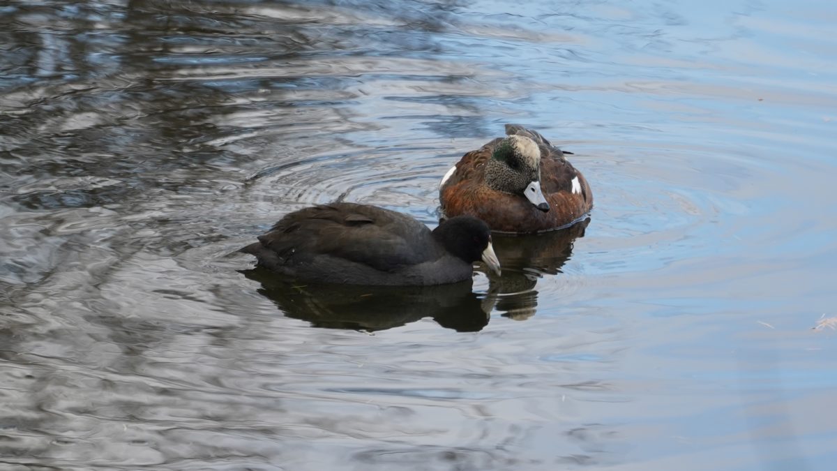 Coot and wigeon