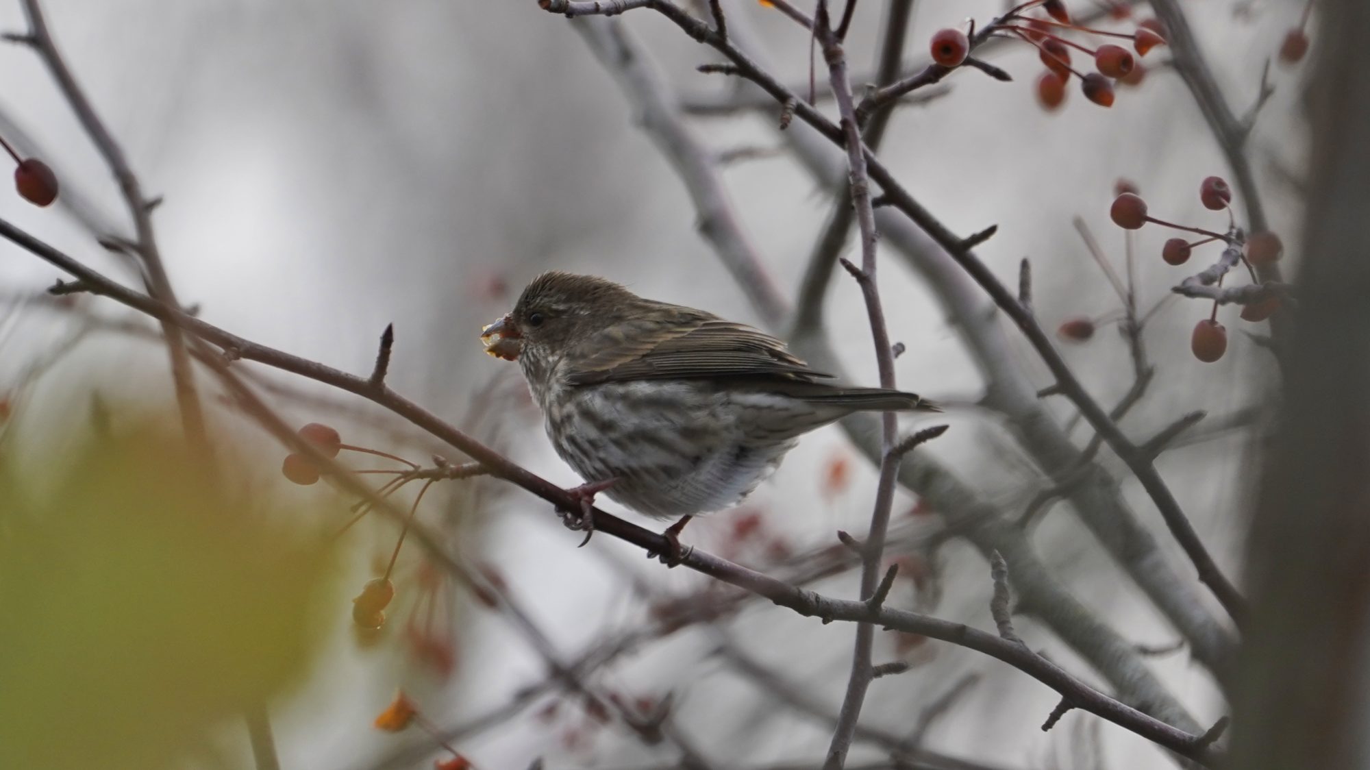 Purple finch