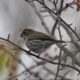 Purple finch, sticky with berries