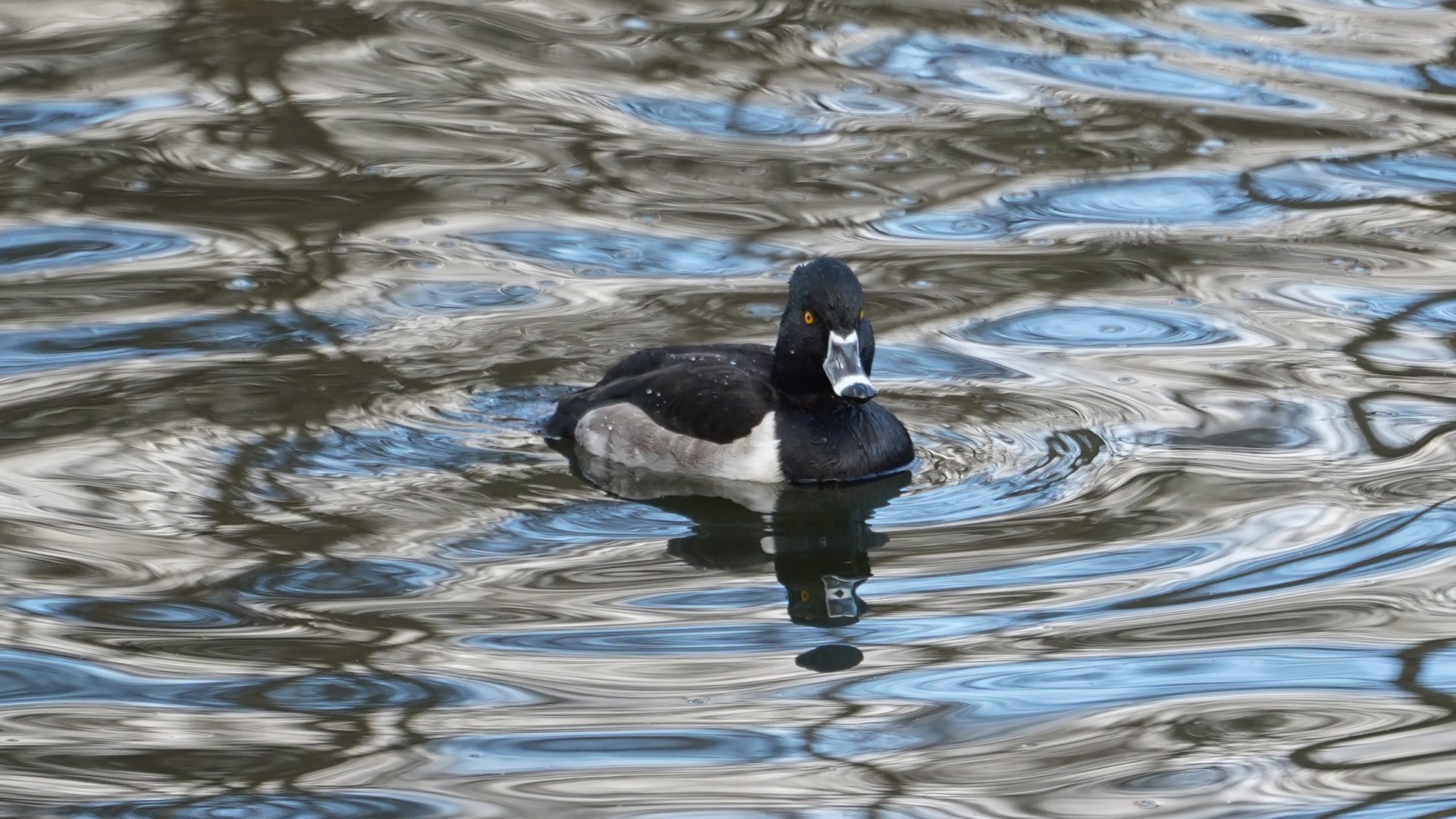 Ring-necked duck