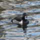 Ring-necked duck, male