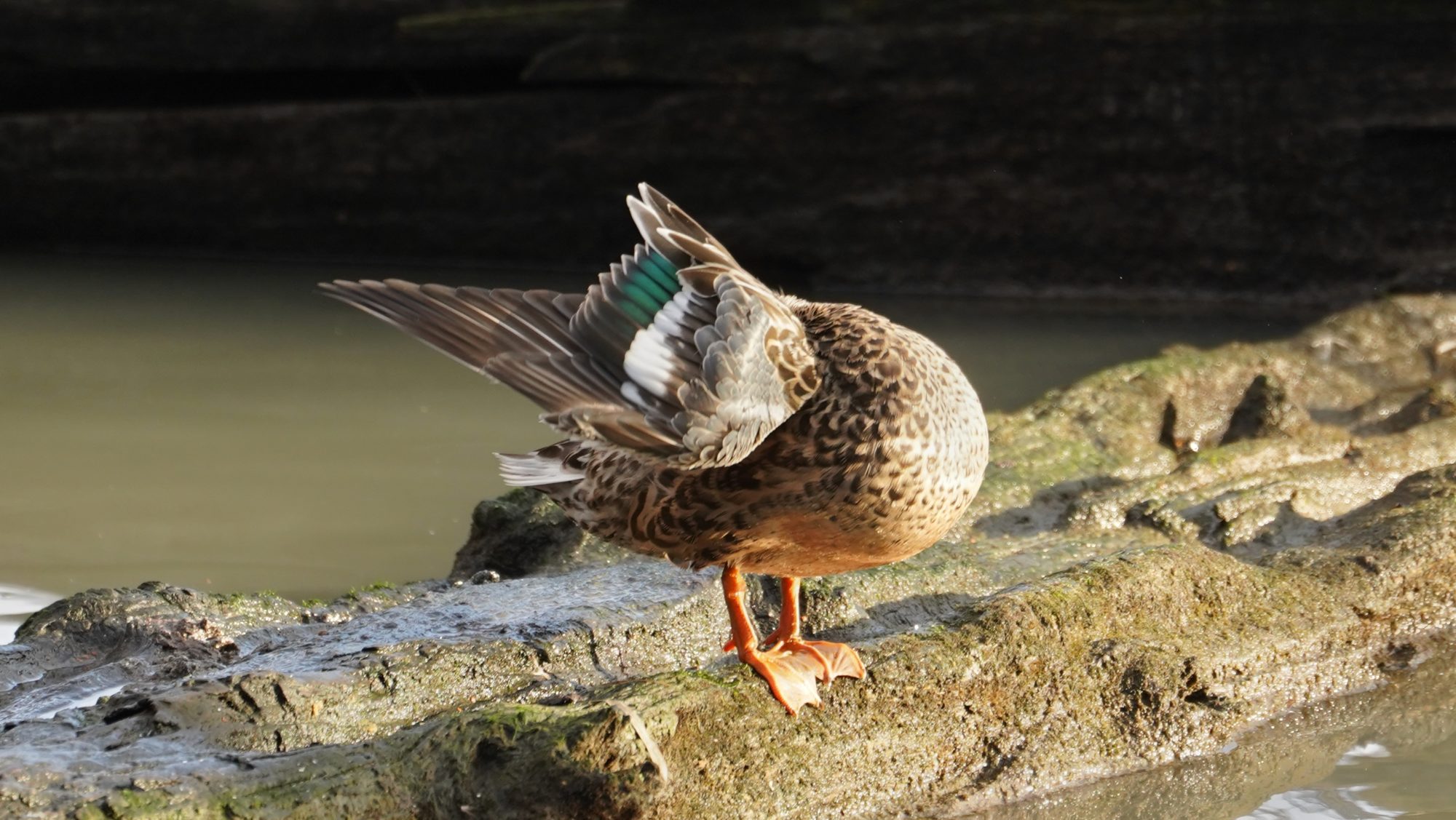 Northern shoveler